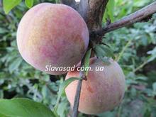 Дапл Данди (Dapple Dandy) (алича)